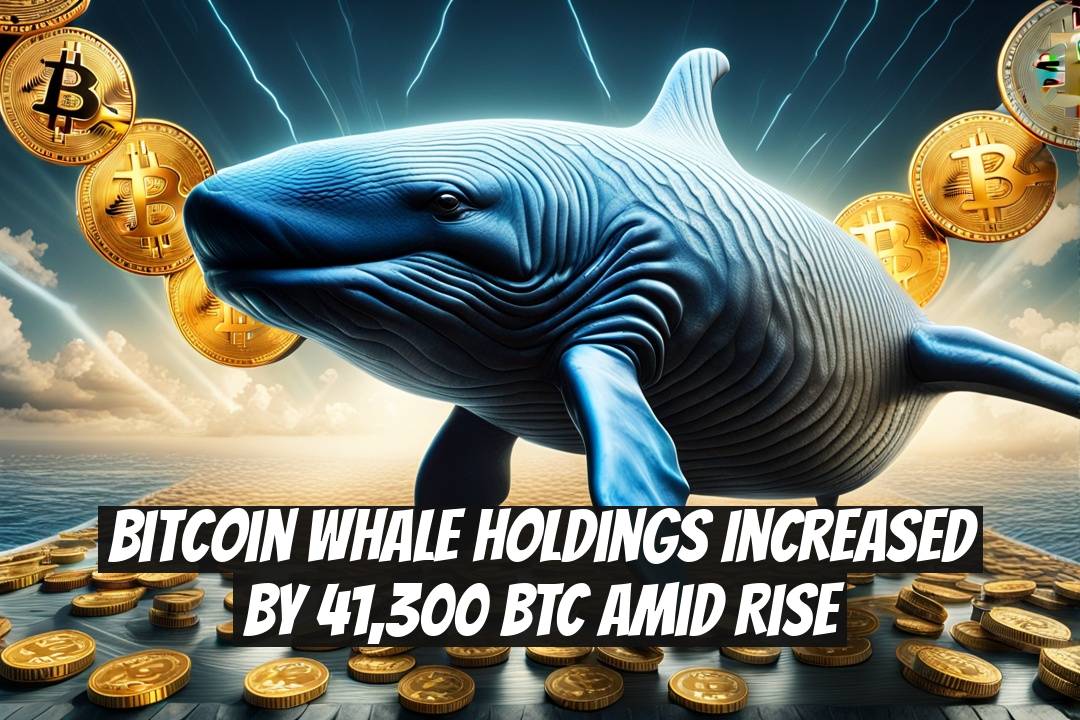 Bitcoin Whale Holdings Increased by 41,300 BTC Amid Rise