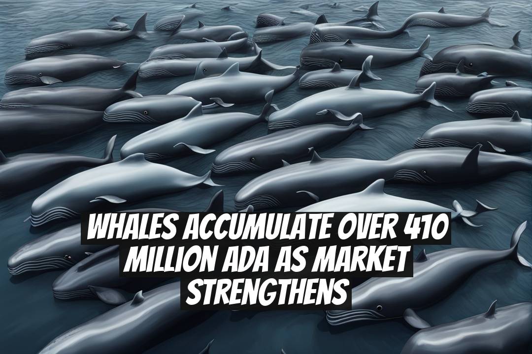 Whales Accumulate Over 410 Million ADA as Market Strengthens