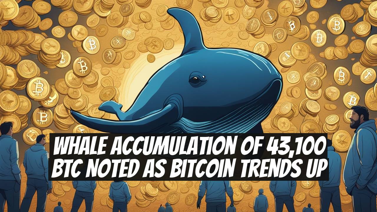 Whale Accumulation of 43,100 BTC Noted as Bitcoin Trends Up