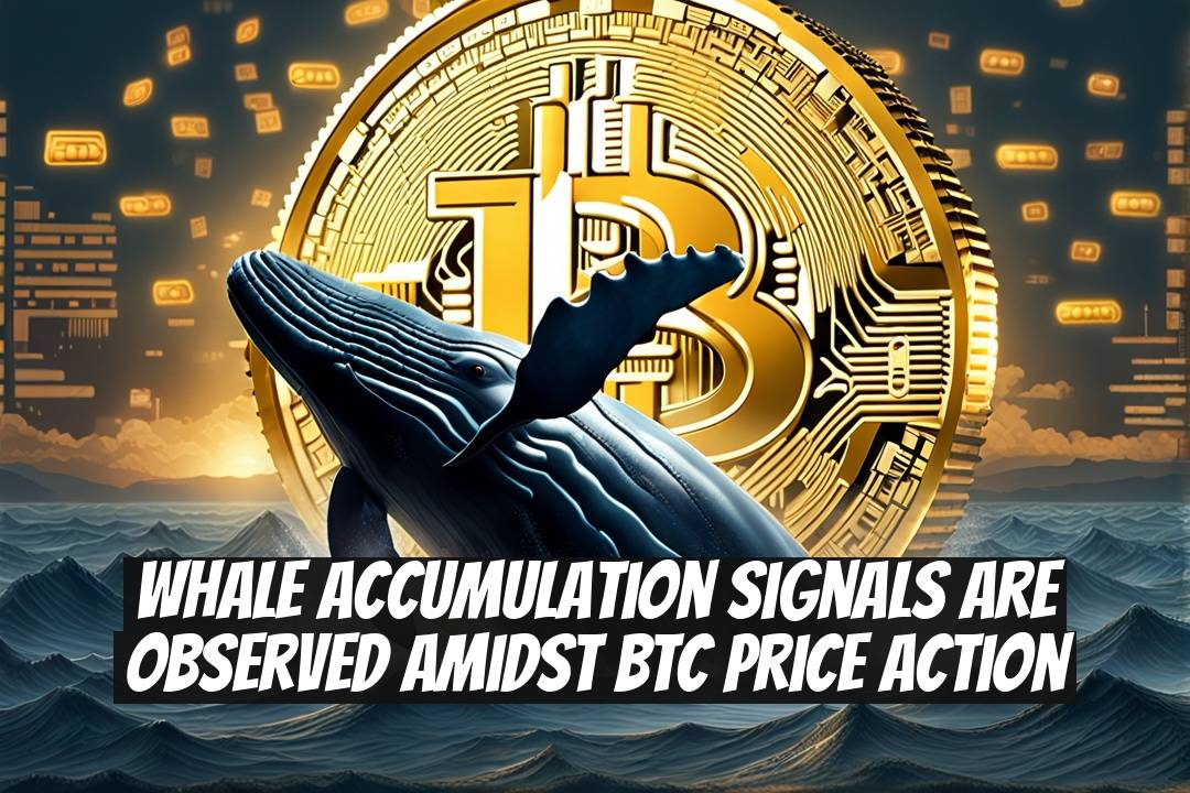 Whale Accumulation Signals are Observed Amidst BTC Price Action