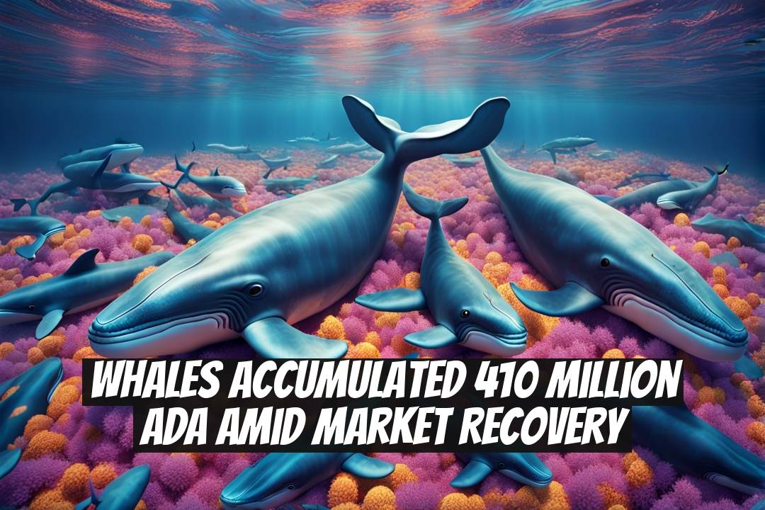 Whales Accumulated 410 Million ADA Amid Market Recovery