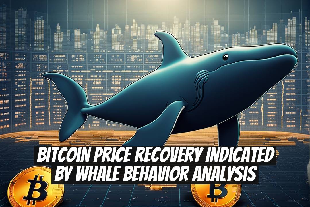 Bitcoin Price Recovery Indicated by Whale Behavior Analysis