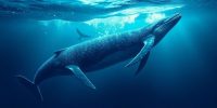 Ethereum Whales Accumulate as ETH Holds Key Support Levels