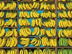 Incredible 100000 Bananas to Be Given Away for Free Worldwide 🍌🎉