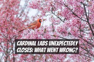 Cardinal Labs Unexpectedly Closes: What Went Wrong?