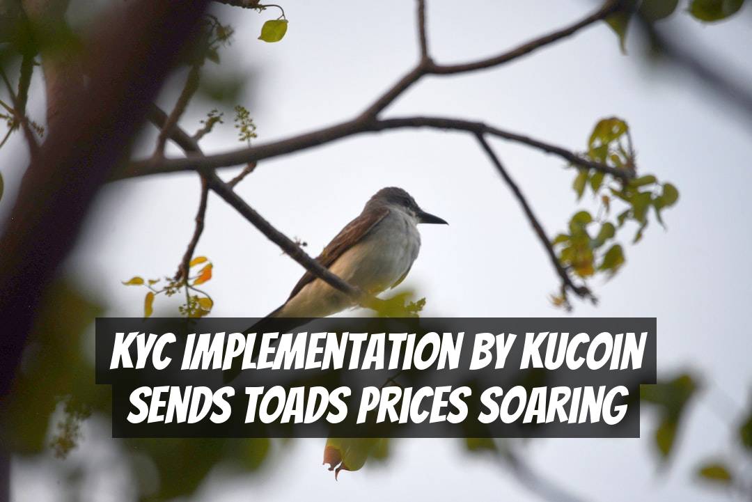 KYC Implementation by KuCoin Sends TOADS Prices Soaring