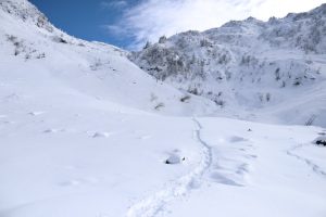 Top 2 Avalanche Projects Under Our Watchful Eye