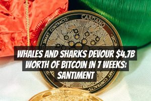 Whales and Sharks Devour $4.7B Worth of Bitcoin in 7 Weeks: Santiment